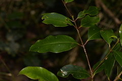 Syzygium crebrinerve