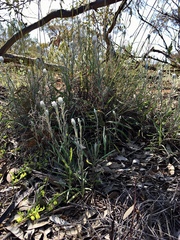 Helichrysum leucopsideum