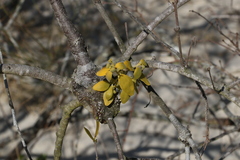 Notothixos subaureus