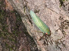 Gyponini
