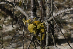 Notothixos subaureus