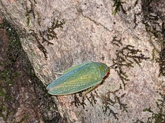 Gyponini