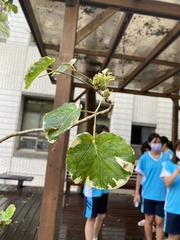 Polyscias balfouriana