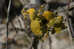 Notothixos subaureus