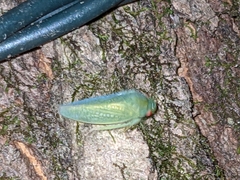 Gyponini