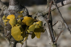 Notothixos subaureus