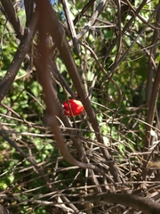 Peniocereus striatus