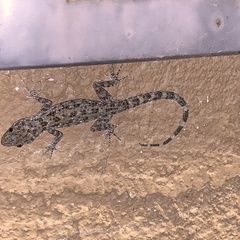 Cyrtopodion scabrum