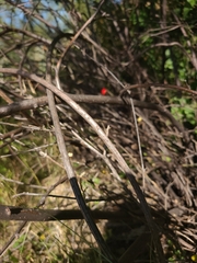 Peniocereus striatus