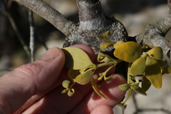 Notothixos subaureus