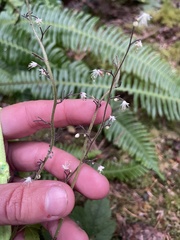 Tiarella trifoliata trifoliata