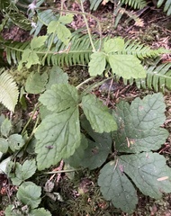 Tiarella trifoliata trifoliata