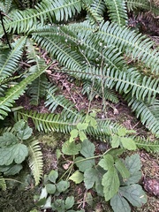 Tiarella trifoliata trifoliata
