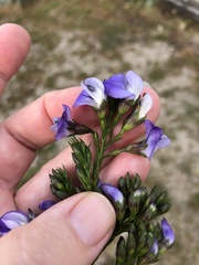 Psoralea filifolia