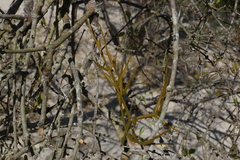 Viscum articulatum