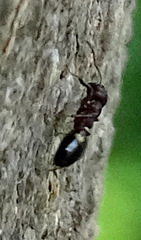 Dolichoderus sibiricus