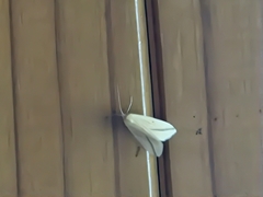 Rhodometra sacraria