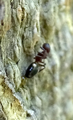 Dolichoderus sibiricus