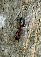 Dolichoderus sibiricus