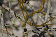 Viscum articulatum
