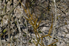 Viscum articulatum