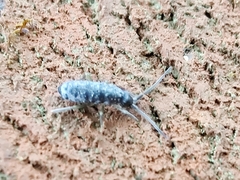 Tomocerinae
