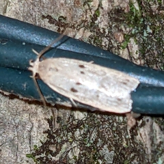 Scythropiodes issikii