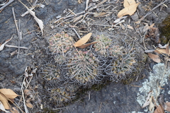 Mammillaria magnimamma