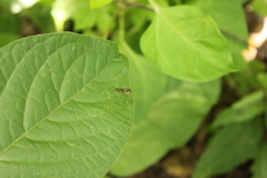 Tanypezidae