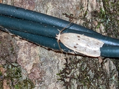 Scythropiodes issikii