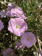 Convolvulus angustissimus