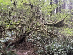 Pseudisothecium stoloniferum