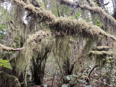 Pseudisothecium stoloniferum