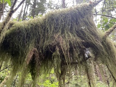 Pseudisothecium stoloniferum