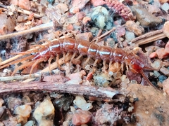 Lithobius forficatus