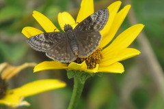 Erynnis
