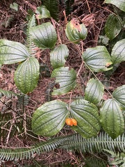Prosartes smithii