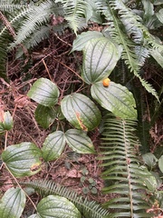 Prosartes smithii
