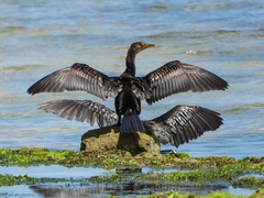 Microcarbo africanus