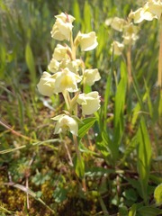 Pterygodium catholicum