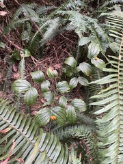 Prosartes smithii