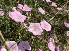 Convolvulus angustissimus