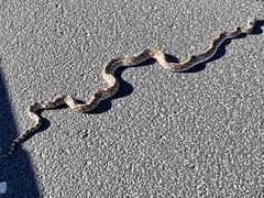 Pituophis catenifer affinis