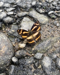 Symbrenthia hypselis