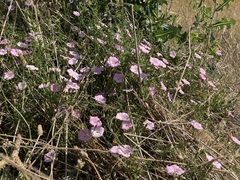 Convolvulus angustissimus