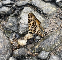 Symbrenthia hypselis