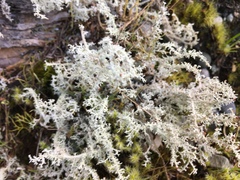 Cladonia portentosa