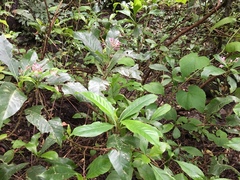 Fuchsia arborescens