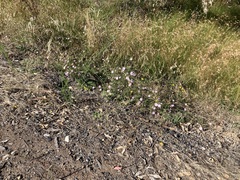 Convolvulus angustissimus