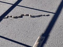 Pituophis catenifer affinis